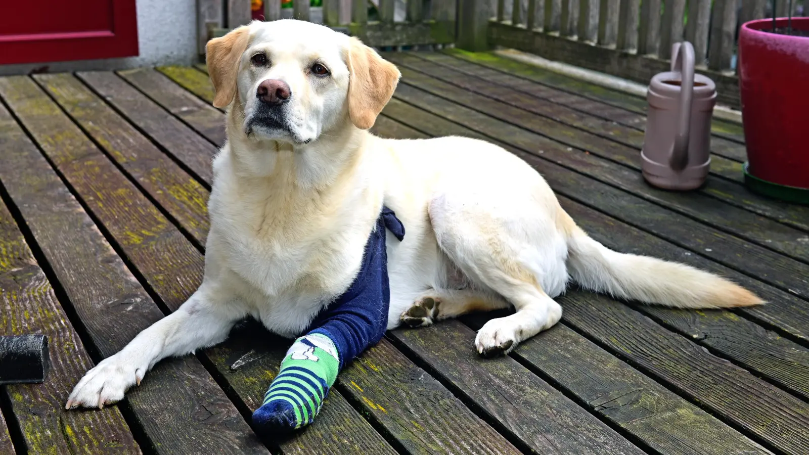 Die Wunde am Bein ist noch immer verbunden, doch für Labrador Yoko geht es nach dem schlimmen Vorfall gesundheitlich Tag für Tag bergauf. (Foto: Jim Albright)