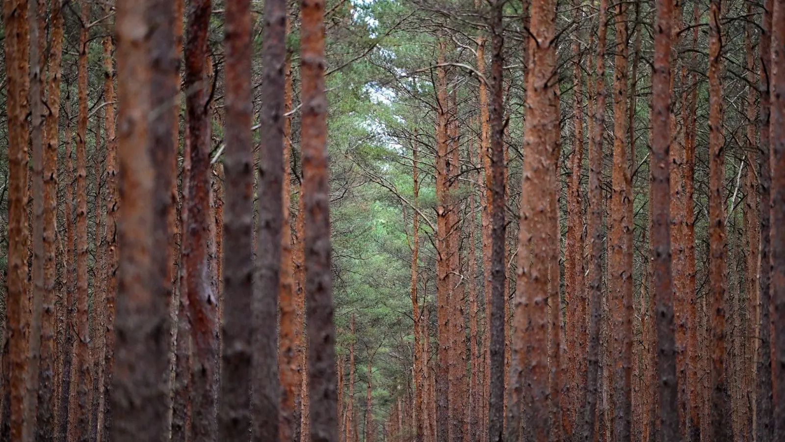 Bäume in einem Kiefernwald. (Foto: Patrick Pleul/Deutsche Presse-Agentur GmbH/dpa/Symbolbild)