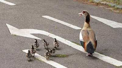 Eine Entenfamilie überquert eine Straße. (Archivbild) (Foto: Andreas Rosar/dpa)