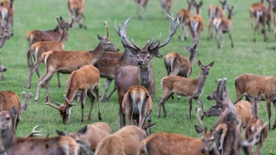 Die Mitglieder des bayerischen Jagdverbandes wählen ihren Präsidenten. Favorit ist Amtsinhaber Ernst Weidenbusch.  (Symbolbild) (Foto: Daniel Karmann/dpa)