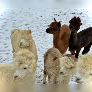 Mollig warm eingepackt - gesehen in Neuhof (Foto: Melanie Geißendörfer)