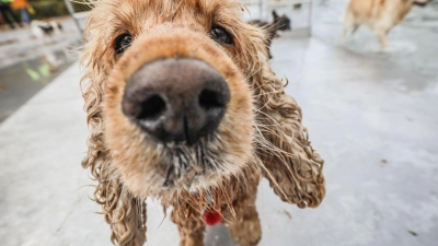 Schnüffeln als Grundbedürfnis: Hunde erkunden ihre Umwelt vor allem mit der Nase. (Foto: Frank Rumpenhorst/dpa/dpa-tmn)