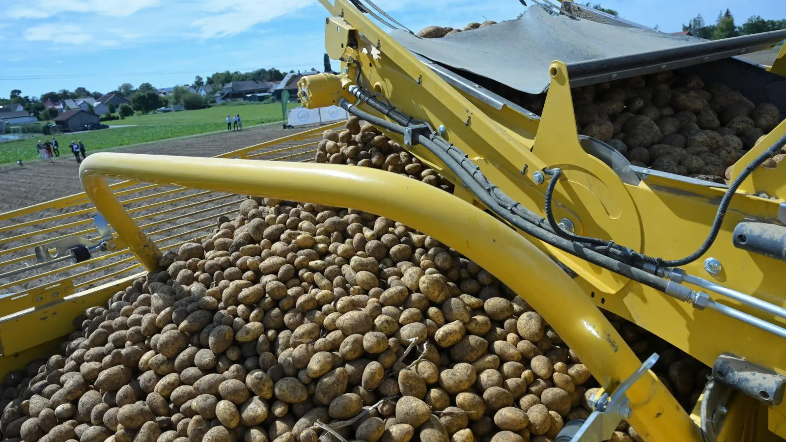 Bayerns Landwirte erwarten in diesem Jahr eine gute Kartoffelernte. (Foto: Peter Kneffel/dpa)