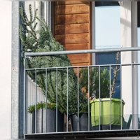 Aufrecht stehend im Netz und draußen lagert der Weihnachtsbaum am besten bis zum Fest. (Foto: Tobias Hase/dpa-tmn)