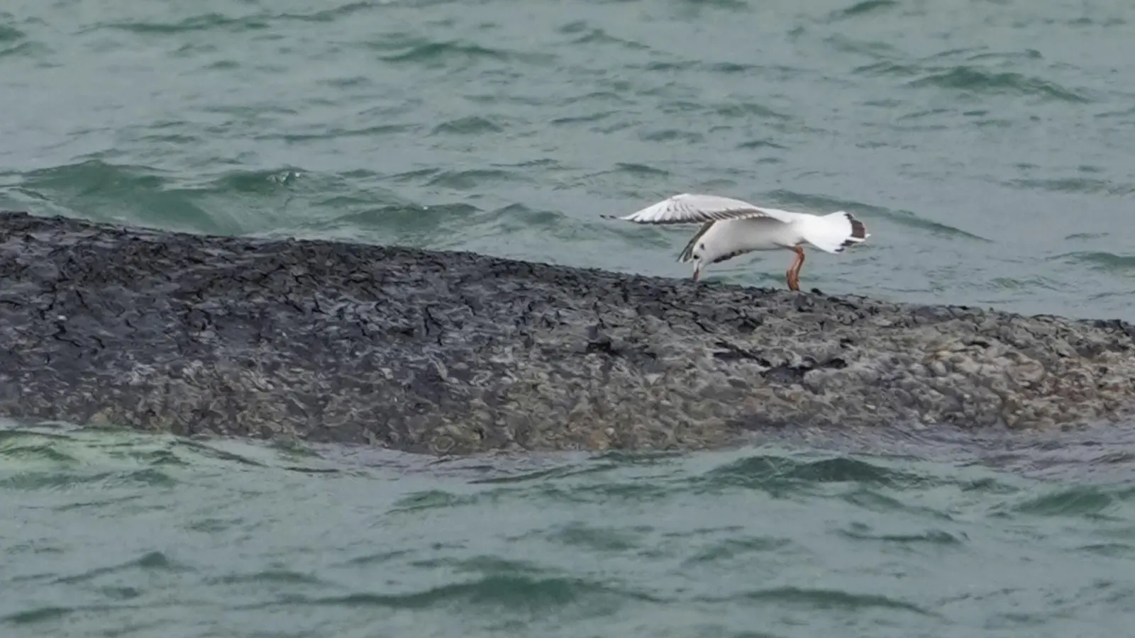 Der Wal ist größer als bisher vermutet. (Foto: Marcus Brandt/dpa)