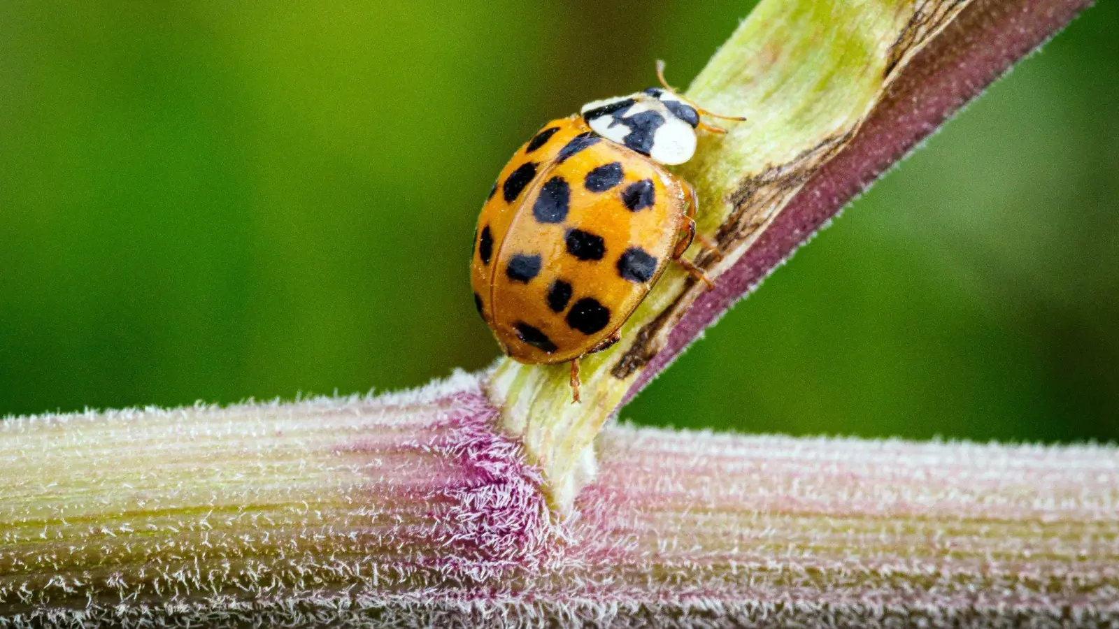 Der Naturschutzbund Deutschland und der bayerische Naturschutzverband rufen im Juni und August zum Insektenzählen auf. (Foto: Soeren Stache/dpa-Zentralvild/dpa)