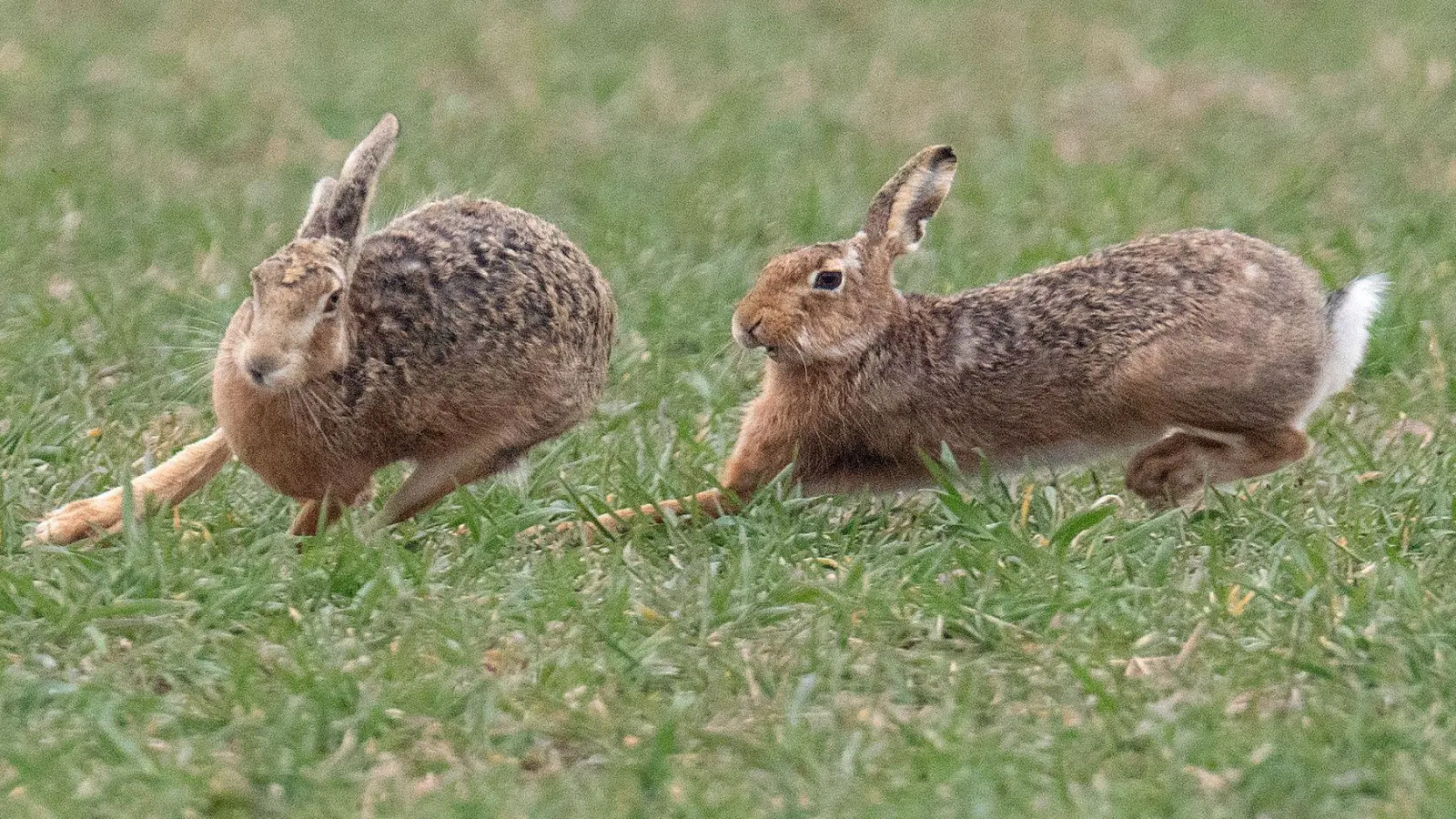 Zwei Feldhasen laufen über ein Feld. Meister Lampe breitet sich wieder in Deutschland aus – hat aber auch mit einer neuartigen Krankheit zu kämpfen. (Symbolbild) (Foto: Boris Roessler/dpa)