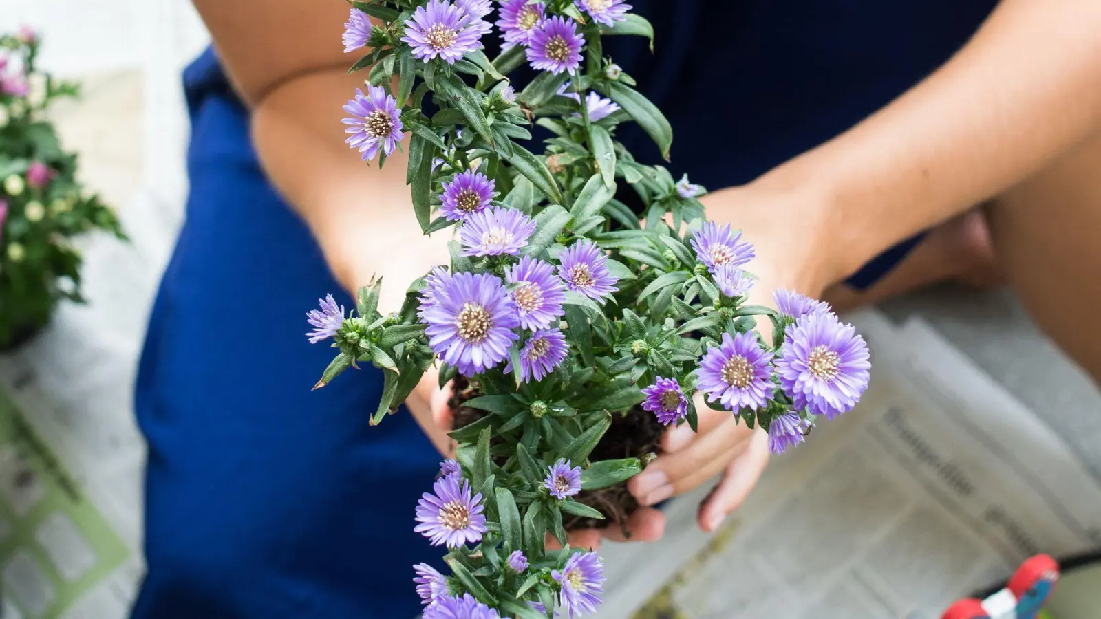 Indem man Stauden wie etwa Astern teilt, kann man sie nicht nur vermehren, sondern auch die Ursprungspflanze verjüngen. (Foto: Franziska Gabbert/dpa-tmn)