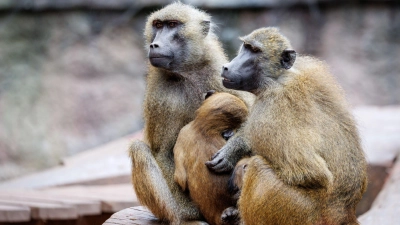 Die Anlage ist laut dem Tiergarten für 25 Paviane plus Jungtiere ausgelegt. Im Juli 2025 lebten dort mehr als 40 Affen. (Archivbild) (Foto: Daniel Karmann/dpa)