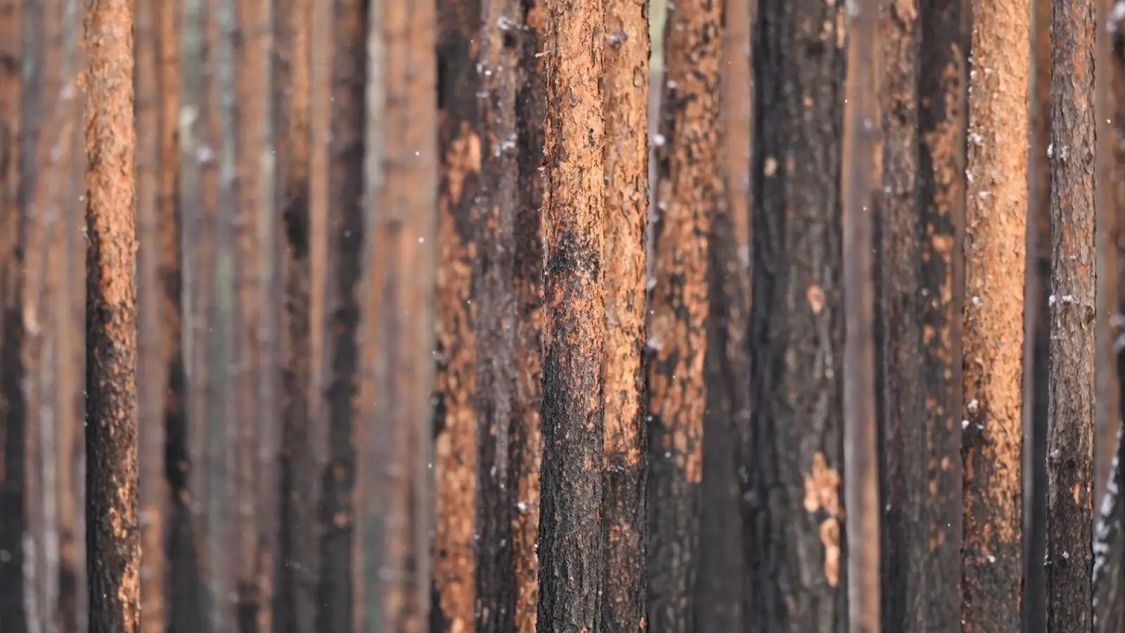 Durch einen Brand geschädigte Kiefern stehen im Landeswald Seddin. (Foto: Monika Skolimowska/dpa)