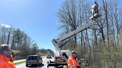 Behördliche Zusammenarbeit: Mitarbeiter der Stadt Ansbach schneiden die Bäume am Zeilberg, Vertreter des Staatlichen Bauamtes sichern die Maßnahme derweil ab. (Foto: Florian Pöhlmann)