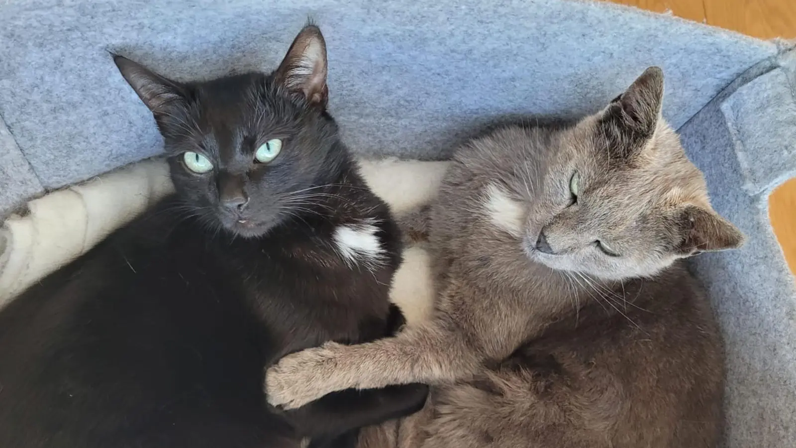 Da waren beide noch zu Hause und fühlten sich in ihrem Körbchen wohl: „Rosa” (links) und „Henri”. Während „Henri” vor einigen Wochen tot am Straßenrand aufgefunden wurde, ist „Rosa” verschwunden. Die Besitzerfamilie hat die Hoffnung nicht aufgegeben, dass die Kätzin wieder zu Hause auftaucht.  (Foto: Jana Königer)