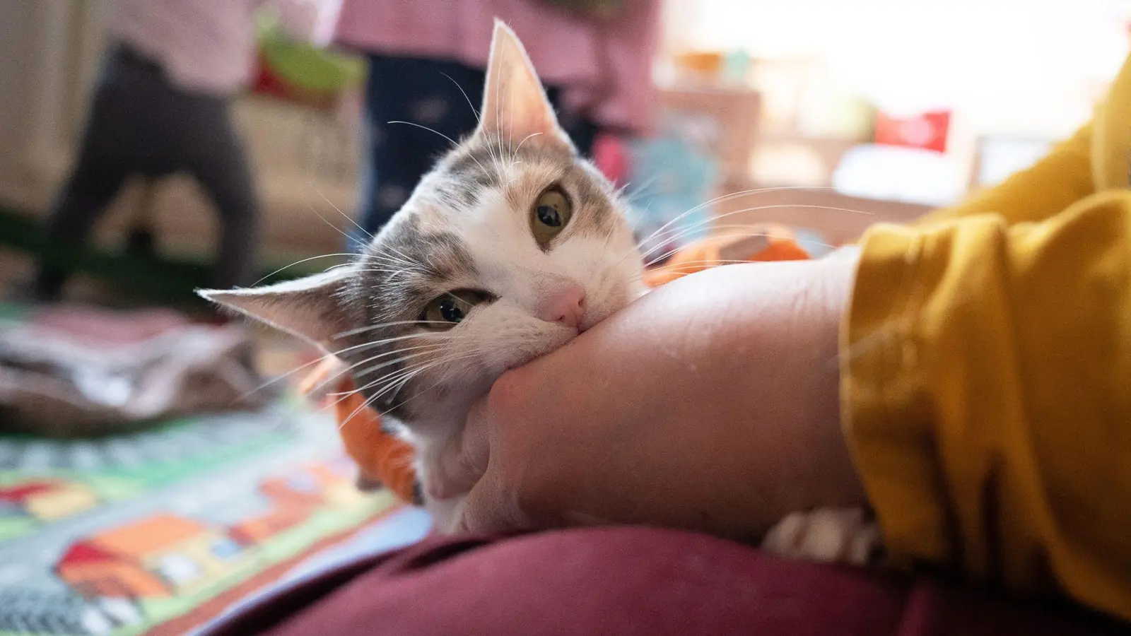 Permethrin-haltige Zeckenmittel können für Katzen schwere oder gar tödliche Vergiftungen zur Folge haben. (Foto: Sebastian Gollnow/dpa)