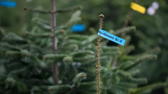 Der mit Abstand beliebteste Weihnachtsbaum der Deutschen, die Nordmanntanne, ist eher geruchsneutral. (Foto: Julian Stratenschulte/dpa)