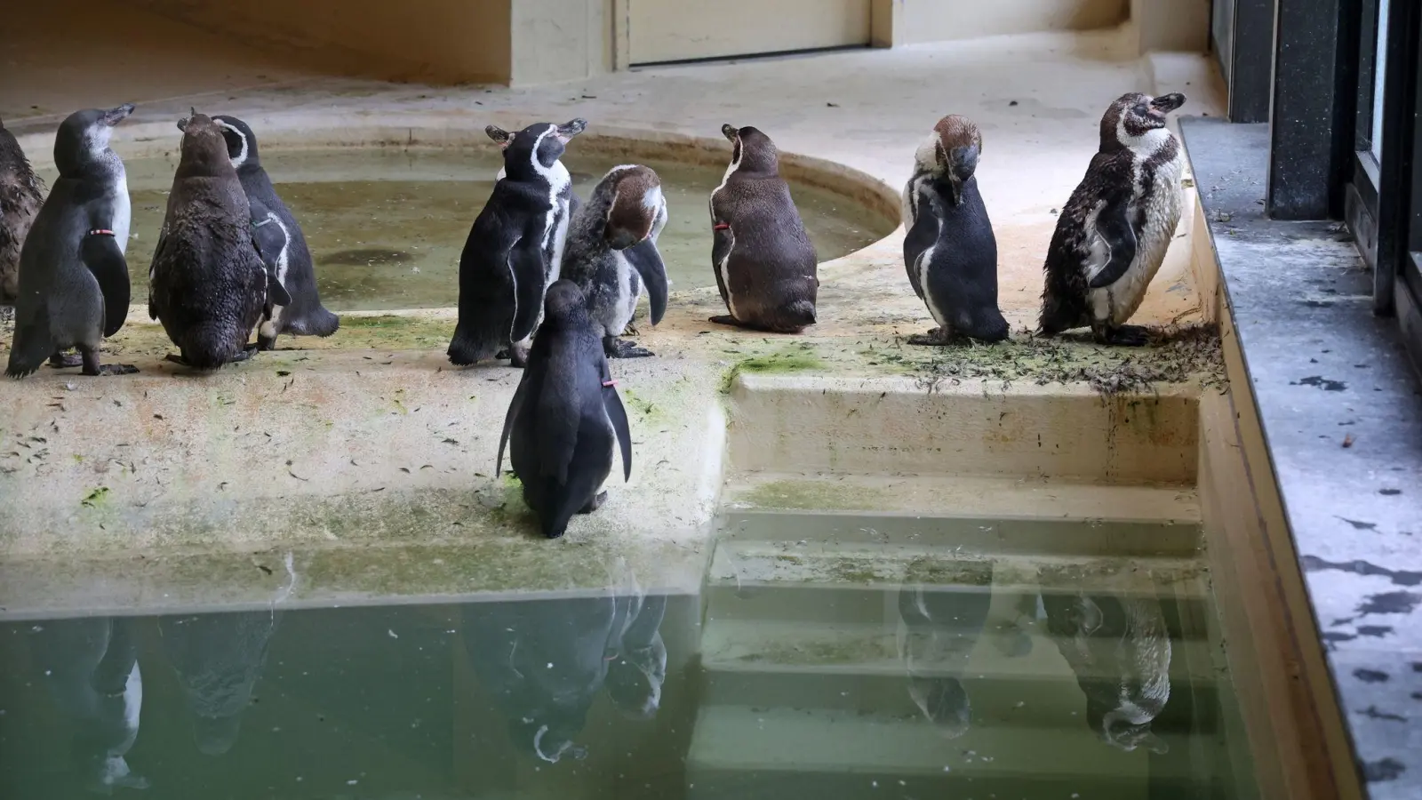 Die Humboldtpinguine im Rostocker Zoo werden vorsorglich im benachbarten Pelikan-Haus untergebracht. (Foto: Bernd Wüstneck/dpa)