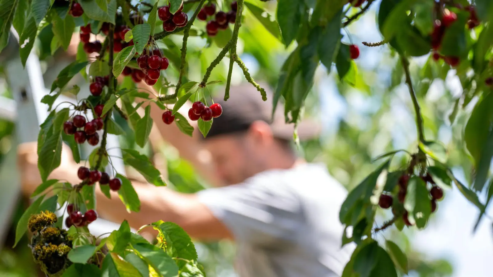 Ein Mann in Unterfranken bei der Kirschernte. Nach einer Schätzung des Bayerischen Landesamtes für Statistik sind die Erträge in Bayern gegenüber dem schwachen Vorjahr stark gestiegen. (Foto: Pia Bayer/dpa)