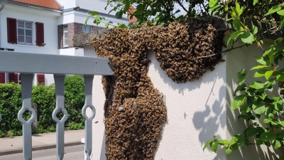 Schwarmzeit: So sieht ein Bienenvolk aus, das ein neues Zuhause sucht. Ohne fachmännische Hilfe gelingt das selten. (Foto: Christof Ehnes)