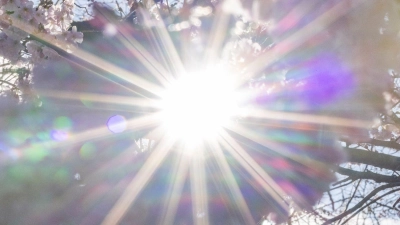 Sonnenstrahlen scheinen durch Blüten der Winterkirsche (Higankirsche): In den nächsten Tagen droht eine intensive UV-Strahlung. (Foto: Thomas Banneyer/dpa)