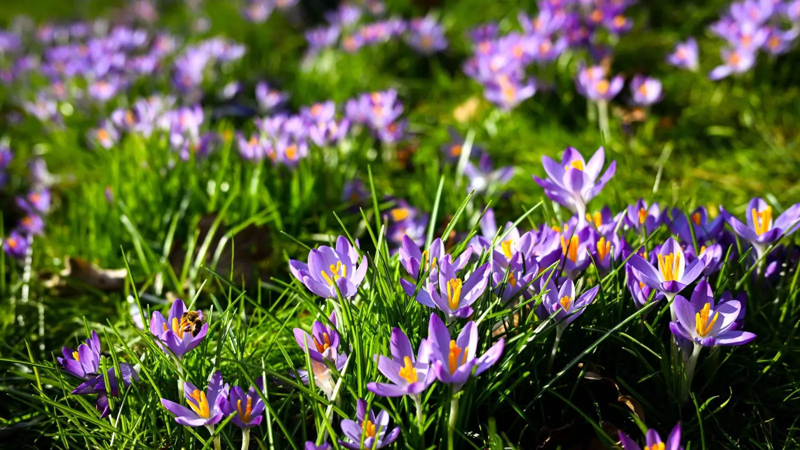 Frühblüher bringen Farbe in den Garten, können aber giftig für Kinder und Haustiere sein. (Foto: Sina Schuldt/dpa/dpa-tmn)