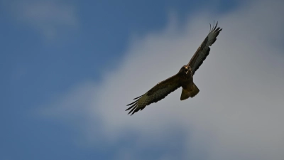 Mäusebussard im Flug: gesehen von unserem Leser Leonhard Küstner. (Foto: Leonhard Küstner)