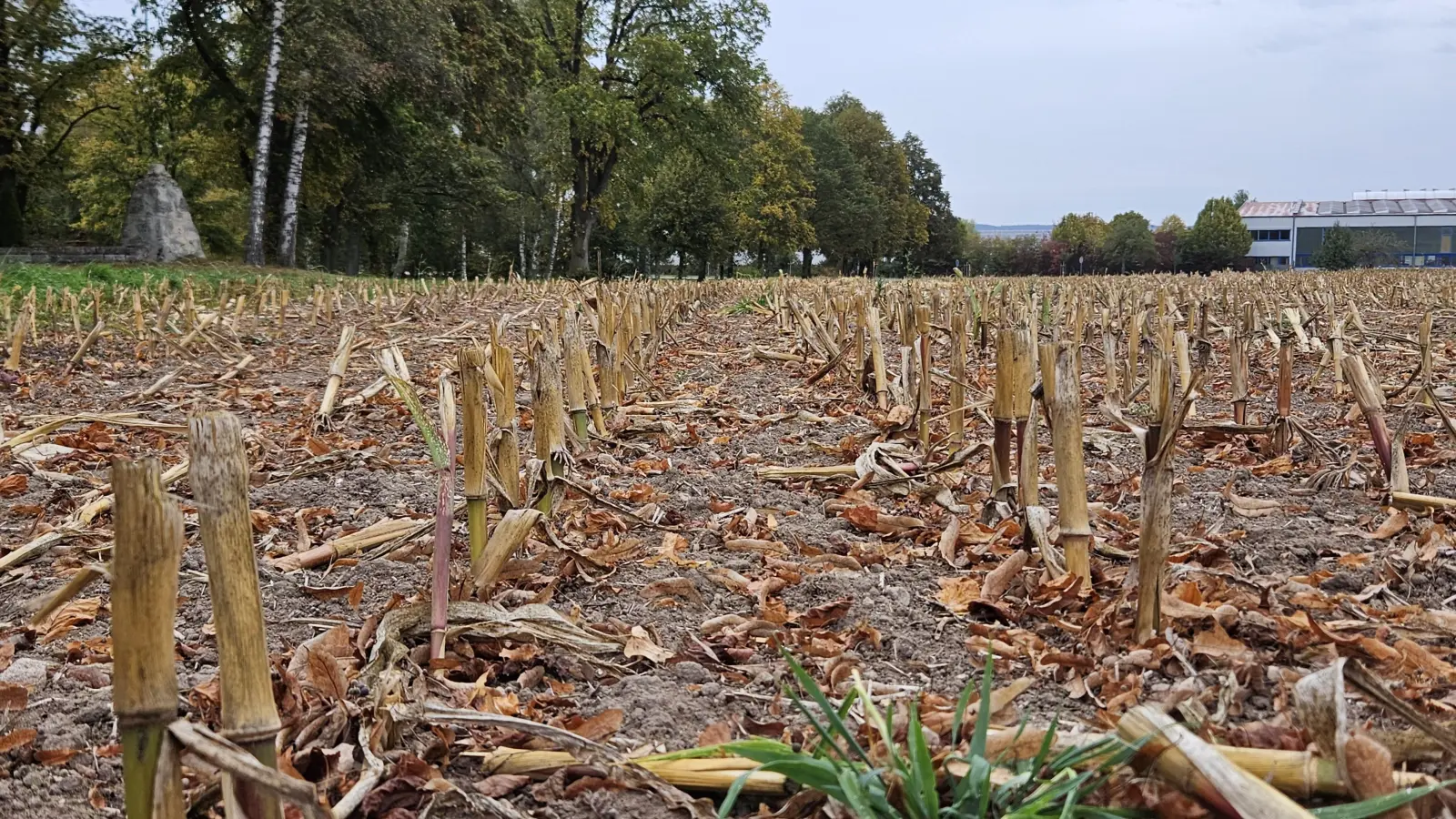 Zuletzt wurde hier Mais angebaut – demnächst soll auf dieser Fläche südlich der Bahnhofstraße der neue Leutershäuser Kindergarten entstehen. Die Stadt hat den Acker bereits gekauft. (Foto: Wolfgang Grebenhof)