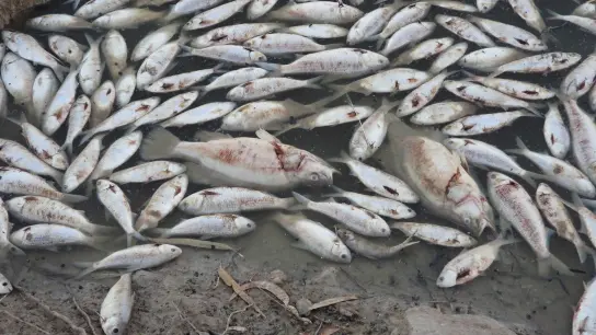 Dem Ministerium für Primärindustrie zufolge ist der Tod der Fische wahrscheinlich auf eine Kombination aus der Hitze und dem niedrigen Sauerstoffgehalt durch die zurückgehenden Überschwemmungen zurückzuführen. (Foto: ---/GEOFFREY LOONEY/AAP/dpa)
