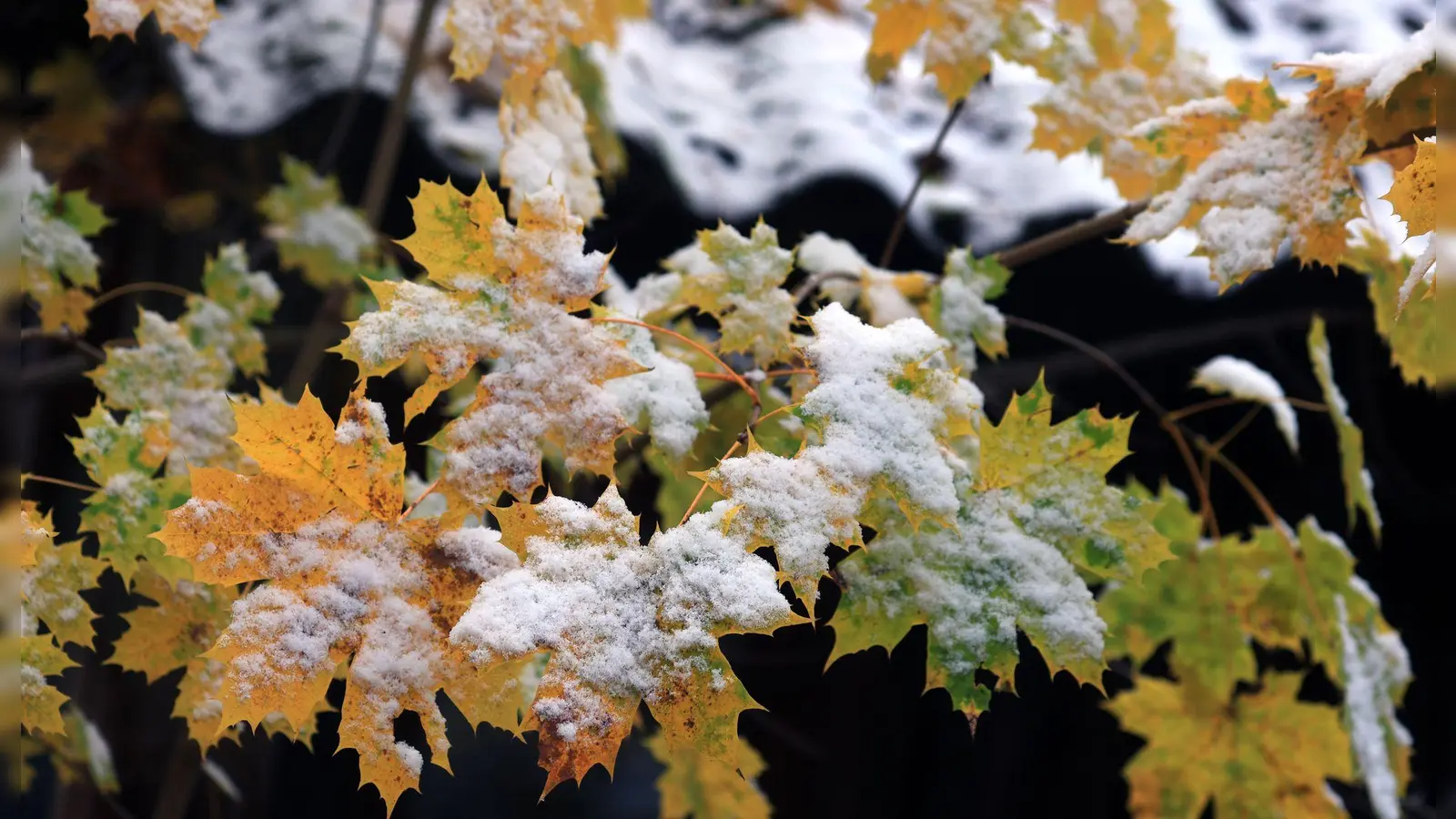Der Winter löst den Herbst ab. (Archivbild) (Foto: Karl-Josef Hildenbrand/dpa)