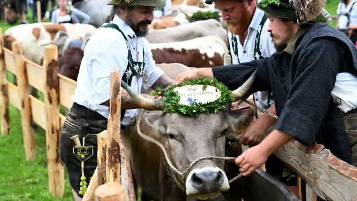 Nach dem Viehscheid im Allgäu nehmen drei Hirten einer Kuh die Glocke ab. (Foto: Stefan Puchner/dpa/Archivbild)