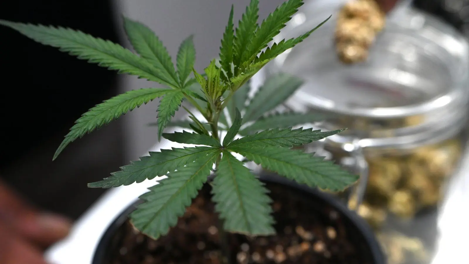 Ob frisch oder getrocknet: Cannabis stand im Mittelpunkt der Messe Mary Jane. (Archivbild) (Foto: Michael Brandt/dpa)