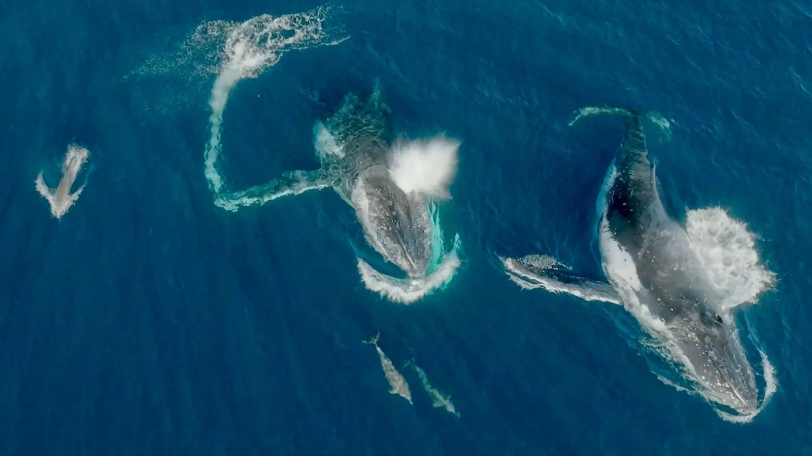 Meeressäuger unter sich - Wale und Delfine können etwas miteinander anfangen.  (Foto: Wildlive Media/Griffith Universität/dpa)