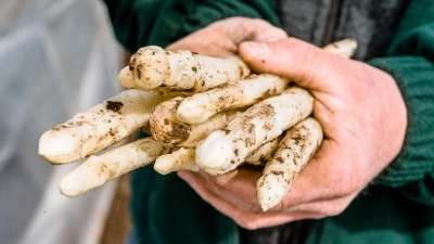 Wenn der Spargel frisch gestochen wurde, ist er am leckersten. Und mit dem Knack-Test lässt sich testen, ob er geschält werden muss.  (Foto: Markus Scholz/dpa-tmn)