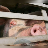 Auf der A70 mussten 160 Schweine in einen anderen Transporter umgeladen werden. (Symbolbild) (Foto: Peter Steffen/dpa)