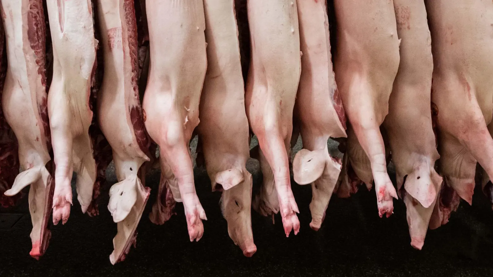 Geklagt hatte ein Unternehmen, dass sich auf die Zerlegung von Schweineköpfen spezialisiert. (Archivbild) (Foto: Mohssen Assanimoghaddam/dpa)