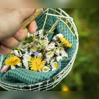 Leckere Vielfalt: Zahlreiche Blüten von Kräutern, Zier- und Wildpflanzen eignen sich hervorragend als dekorative und aromatische Ergänzung für Speisen. (Foto: Christin Klose/dpa-tmn)