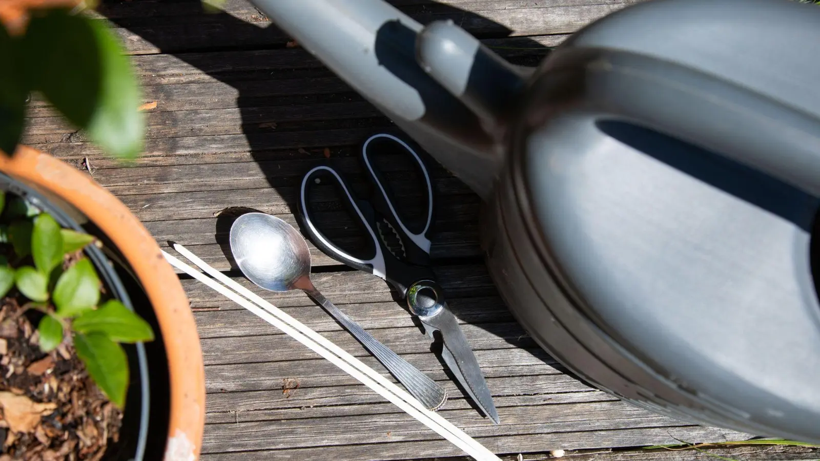 Gießen ohne Brausekopf: Lässt sich mit einem Löffel an der Gießkanne eine größere Fläche bewässern? (Foto: Christin Klose/dpa-tmn)