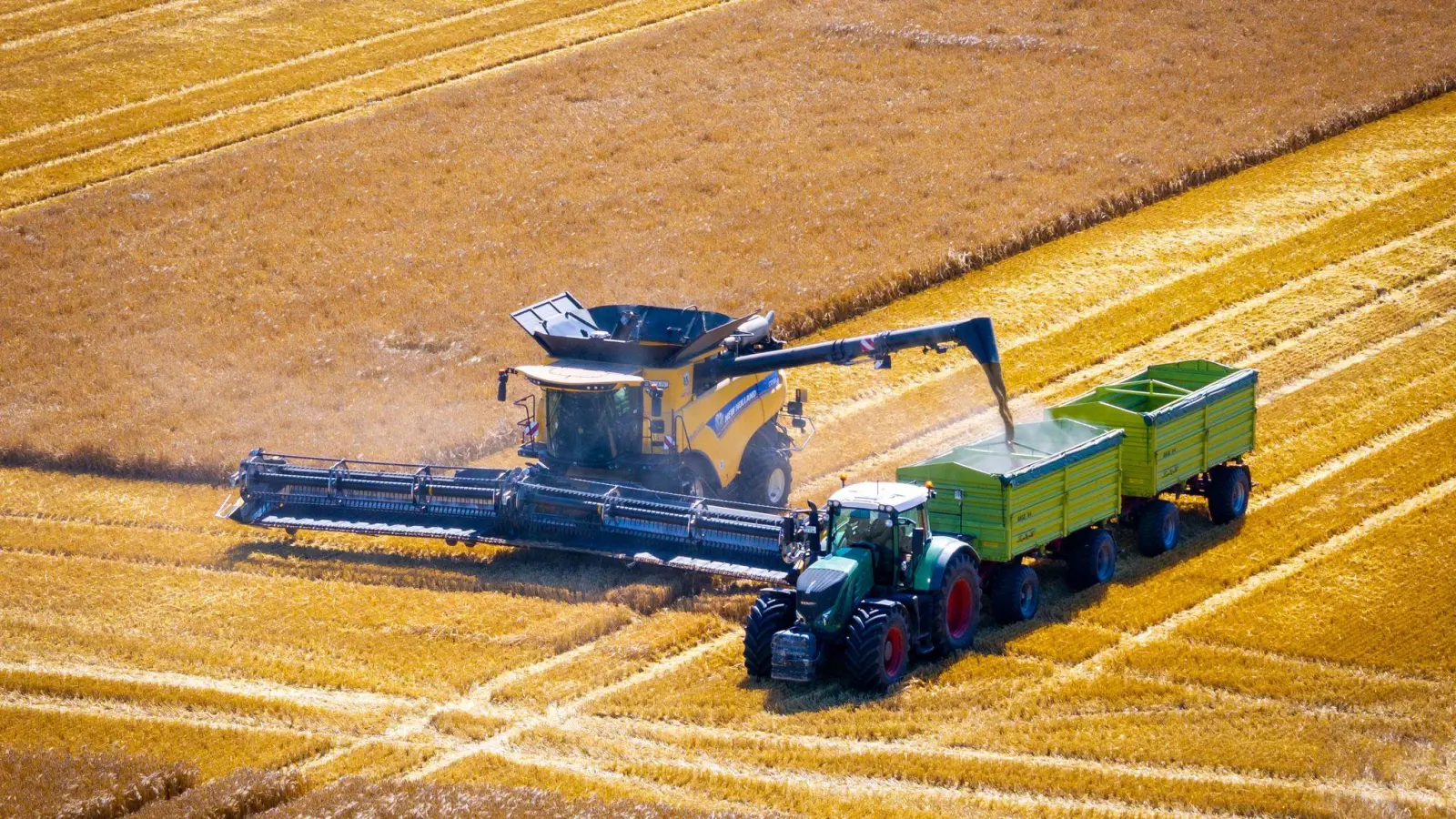 Der Bauernverband erwartet Einbußen bei der Getreideernte. (Archivbild) (Foto: Jens Büttner/dpa)