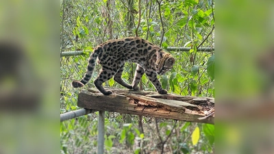 Ein Leopardus tilcayo lebt im Tierheim „La Senda Verde“. (Foto: Paola Nogales-Ascarrunz/dpa)