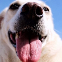 Schutz vor der Sonne: Der Nasenrücken von Hunden kann genauso wie Menschenhaut eingecremt werden. (Foto: Martin Gerten/dpa/dpa-tmn)