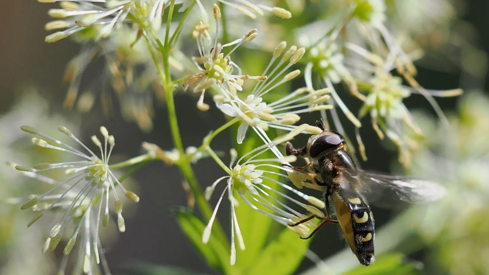 Sie gedeiht in Auenlandschaften, doch die werden weniger. Nun ist sie „Blume des Jahres“ geworden: die Gelbe Wiesenraute. (Foto: Cyrille Claudel/Loki Schmidt Stiftung/dpa)