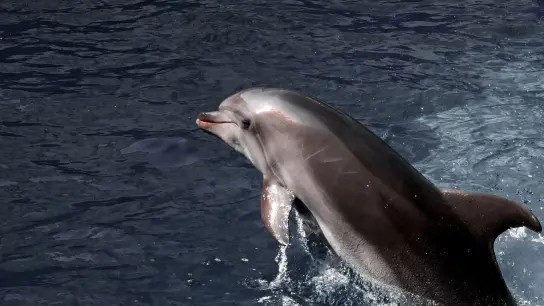 Die Delfine können nicht mehr genug Fische fangen und sind deshalb anfälliger für Infektionskrankheiten. (Foto: Ukrinform/dpa)