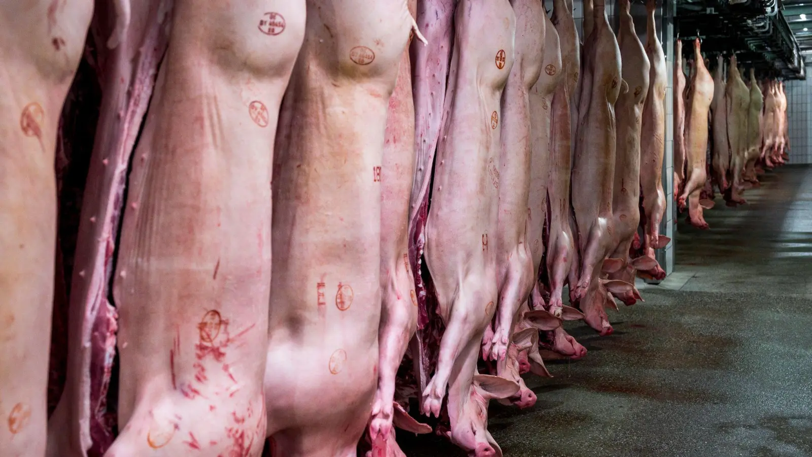 Schweinehälften hängen im Kühlhaus eines Schlachthofs. Mit einem Anteil von 62 Prozent bleibt Schwein die mit Abstand wichtigste Fleischart vor Geflügel (23,2 Prozent) und Rind (14,5 Prozent). (Foto: Daniel Vogl/dpa)