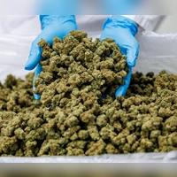 Importe von Medizinal-Cannabis steigen stark. (Archivbild) (Foto: Daniel Karmann/dpa)
