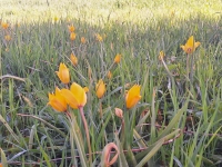 Tulpen im Weinberg - gesehen in Bad Windsheim (Foto: Birgit Schüsterl)