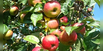 Manche Sorten können bis nach den ersten Frösten geerntet werden. Außerdem ist der Herbst ein guter Zeitpunkt um neue Obstgehölze zu pflanzen. (Foto: Christian Treffer)