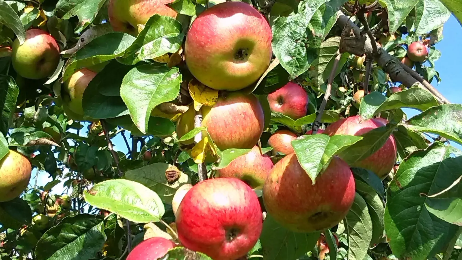 Manche Sorten können bis nach den ersten Frösten geerntet werden. Außerdem ist der Herbst ein guter Zeitpunkt um neue Obstgehölze zu pflanzen. (Foto: Christian Treffer)