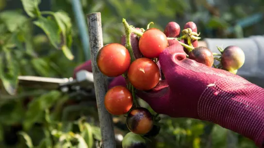 Für eine sichere Ernte sollte man Tomaten auch im Spätsommer noch ausgeizen. (Foto: Christin Klose/dpa-tmn)
