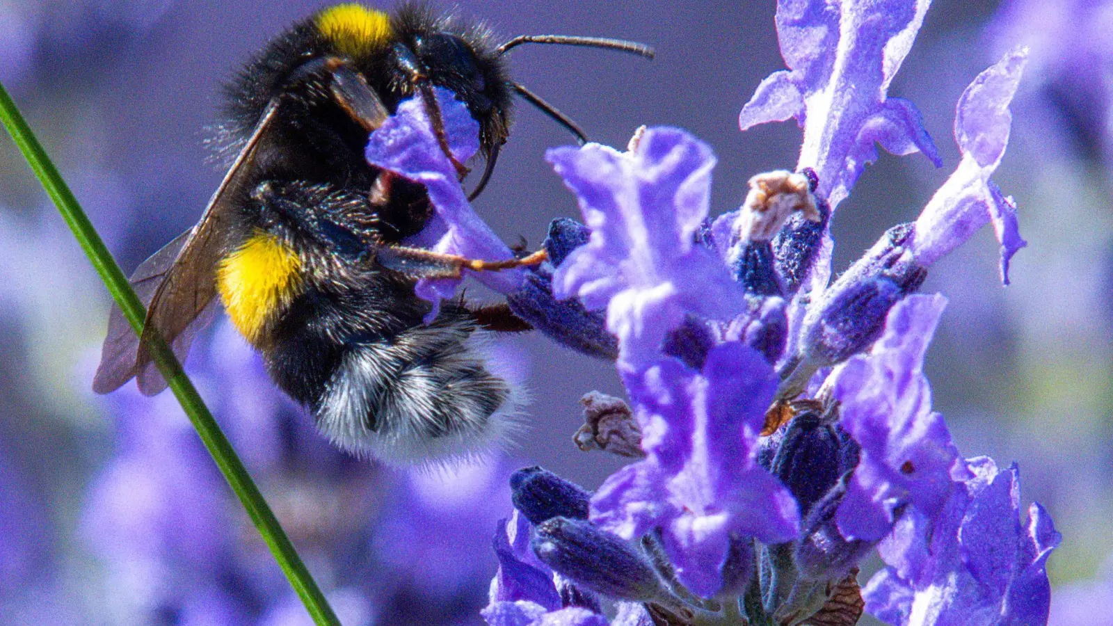 Die Mitmachaktion soll wichtige Erkenntnisse über die Verbreitung von Hummeln bringen und helfen, Schutzkonzepte zu entwickeln. (Archivbild) (Foto: Jens Büttner/dpa)