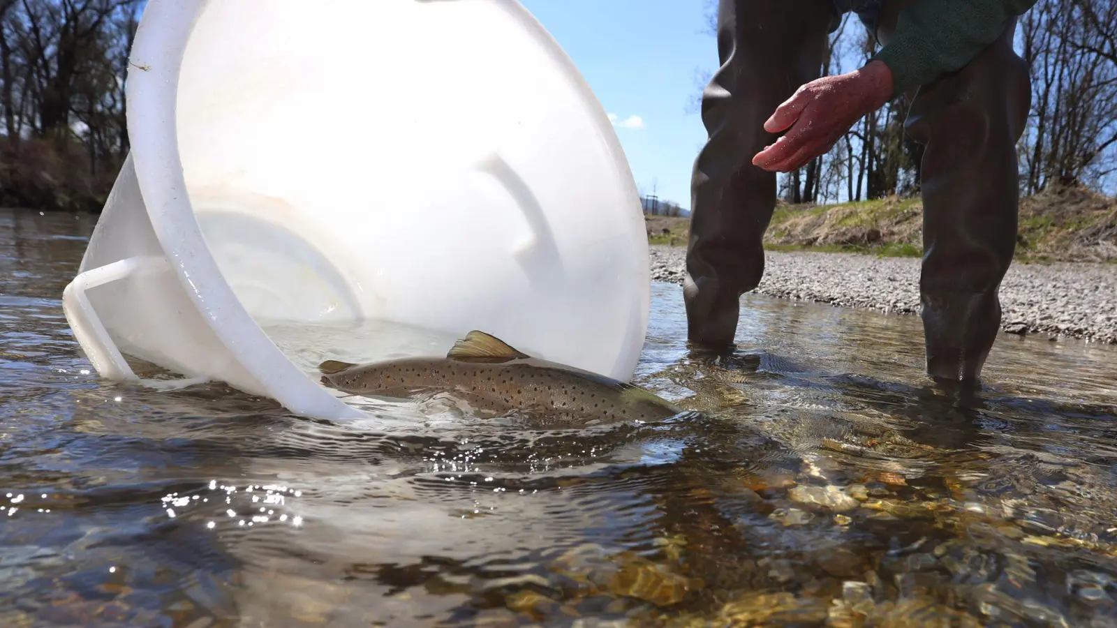 Der Huchen zählt zu den bedrohten Fischarten. (Archivbild) (Foto: Karl-Josef Hildenbrand/dpa)
