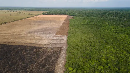 Eine verbrannte und abgeholzte Fläche im Amazonas-Gebiet (Archivbild). (Foto: Fernando Souza/ZUMA/dpa)