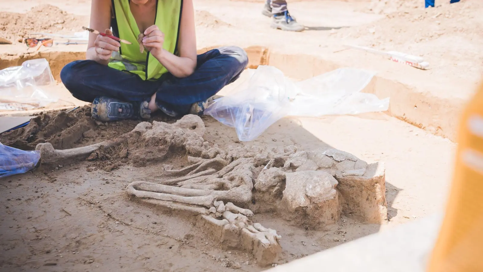 Die Skelette werden in Handarbeit säuberlich freigelegt.  (Foto: --/Tennet/dpa)